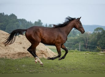 Selle autrichien, Jument, 2 Ans, 168 cm, Bai