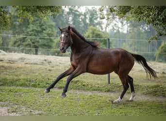 Selle autrichien, Jument, 2 Ans, 168 cm, Bai