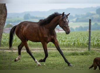 Selle autrichien, Jument, 2 Ans, 168 cm, Bai