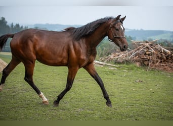 Selle autrichien, Jument, 2 Ans, 168 cm, Bai