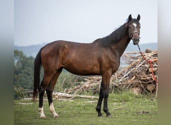 Selle autrichien, Jument, 2 Ans, 168 cm, Bai