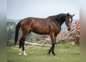 Selle autrichien, Jument, 2 Ans, 168 cm, Bai
