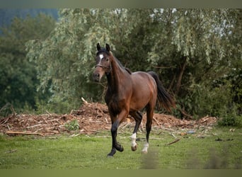 Selle autrichien, Jument, 2 Ans, 168 cm, Bai
