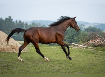 Selle autrichien, Jument, 2 Ans, 168 cm, Bai