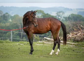 Selle autrichien, Jument, 2 Ans, 168 cm, Bai