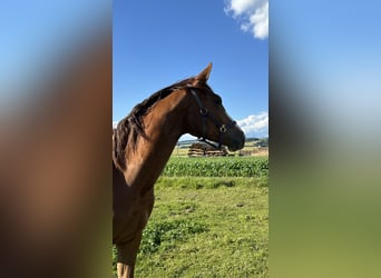 Selle autrichien, Jument, 2 Ans, 172 cm, Alezan