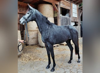 Selle autrichien, Jument, 2 Ans, Gris noir