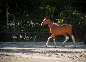 Selle autrichien, Jument, 3 Ans, 160 cm, Pinto