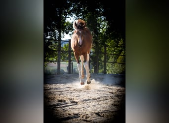 Selle autrichien, Jument, 3 Ans, 160 cm, Pinto