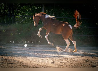 Selle autrichien, Jument, 3 Ans, 160 cm, Pinto