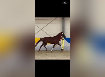 Selle autrichien, Jument, 3 Ans, 161 cm, Alezan