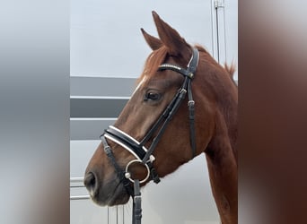 Selle autrichien, Jument, 3 Ans, 162 cm, Alezan
