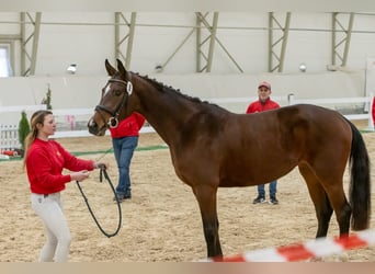 Selle autrichien, Jument, 3 Ans, 163 cm, Bai