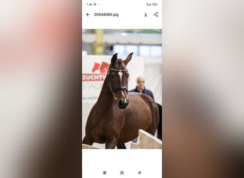 Selle autrichien, Jument, 3 Ans, 163 cm, Bai