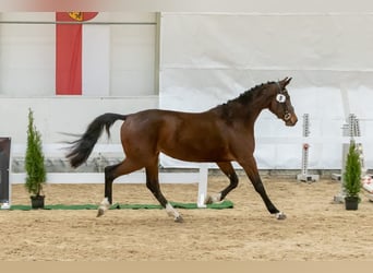 Selle autrichien, Jument, 3 Ans, 163 cm, Bai