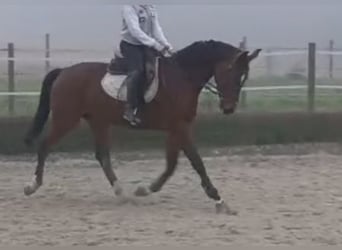 Selle autrichien, Jument, 3 Ans, 165 cm, Bai