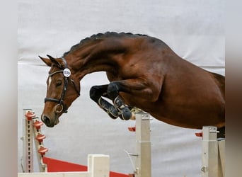 Selle autrichien, Jument, 3 Ans, 165 cm, Bai