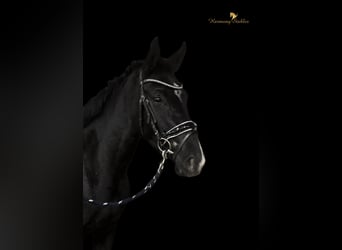 Selle autrichien, Jument, 3 Ans, 165 cm, Noir