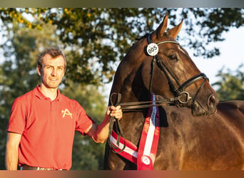 Selle autrichien, Jument, 3 Ans, 167 cm, Bai