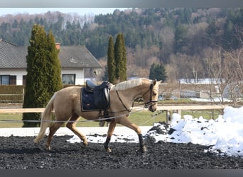 Selle autrichien, Jument, 3 Ans, 168 cm, Palomino