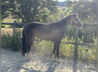 Selle autrichien, Jument, 4 Ans, 158 cm, Bai brun