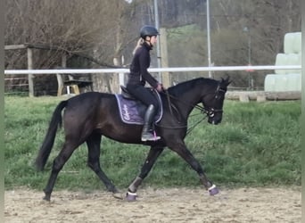 Selle autrichien, Jument, 4 Ans, 162 cm, Noir