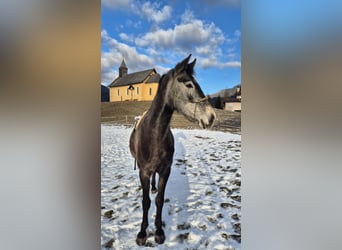 Selle autrichien, Jument, 4 Ans, 165 cm, Gris pommelé