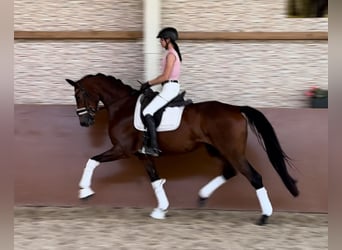 Selle autrichien, Jument, 4 Ans, 170 cm, Bai brun