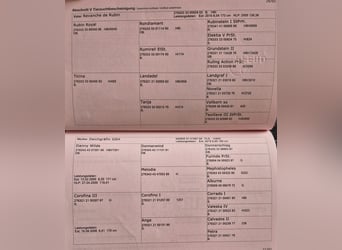 Selle autrichien, Jument, 4 Ans, 170 cm