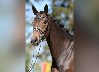 Selle autrichien, Jument, 4 Ans, 172 cm, Bai brun