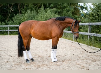 Selle autrichien, Jument, 4 Ans, 172 cm, Bai
