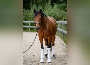Selle autrichien, Jument, 4 Ans, 172 cm, Bai