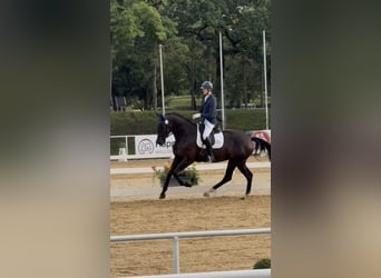Selle autrichien, Jument, 4 Ans, 173 cm, Noir