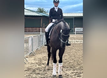 Selle autrichien, Jument, 4 Ans, 173 cm, Noir