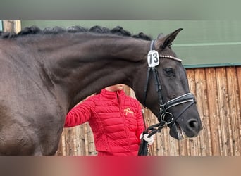 Selle autrichien, Jument, 4 Ans, 173 cm, Noir