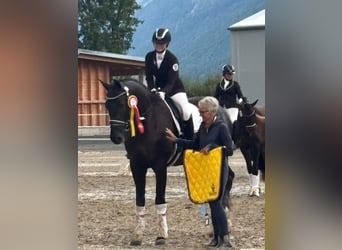 Selle autrichien, Jument, 4 Ans, 173 cm, Noir