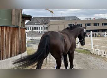 Selle autrichien, Jument, 4 Ans, 173 cm, Noir