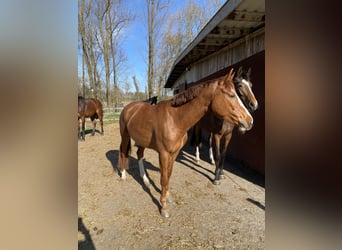 Selle autrichien, Jument, 5 Ans, 150 cm, Alezan