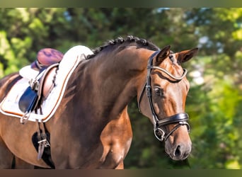 Selle autrichien, Jument, 5 Ans, 160 cm, Bai brun