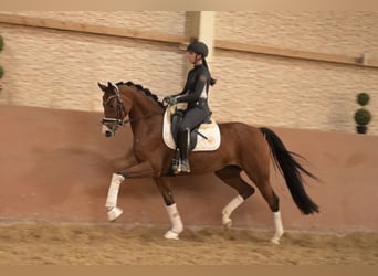 Selle autrichien, Jument, 5 Ans, 165 cm, Bai