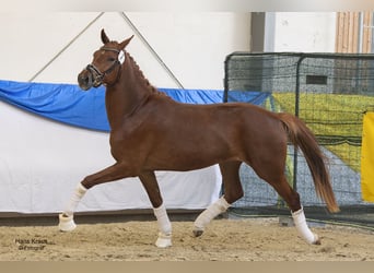 Selle autrichien, Jument, 5 Ans, 165 cm