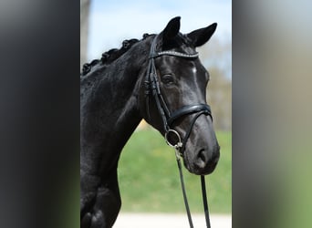 Selle autrichien, Jument, 5 Ans, 165 cm, Noir