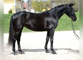 Selle autrichien, Jument, 5 Ans, 165 cm, Noir