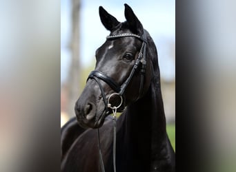 Selle autrichien, Jument, 5 Ans, 165 cm, Noir