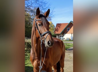 Selle autrichien, Jument, 6 Ans, 168 cm, Bai brun