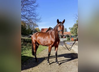 Selle autrichien, Jument, 6 Ans, 169 cm, Bai
