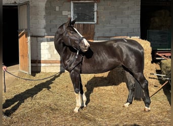 Selle autrichien, Jument, 6 Ans, 170 cm, Noir