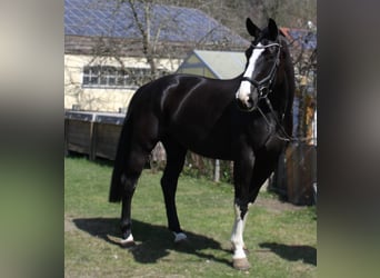 Selle autrichien, Jument, 6 Ans, 170 cm, Noir