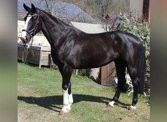 Selle autrichien, Jument, 6 Ans, 170 cm, Noir