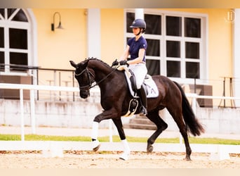 Selle autrichien, Jument, 6 Ans, 170 cm, Noir